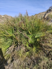 Chamaerops humilis