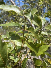 Pleiogynium timoriense