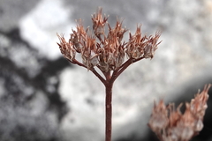 Petrosedum