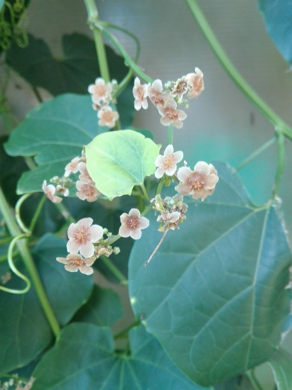 Fevillea cordifolia