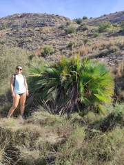 Chamaerops humilis