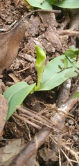 Chiloglottis