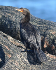 Microcarbo coronatus