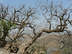 Spermadictyon suaveolens