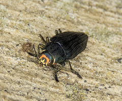 Buprestis lyrata