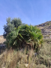 Chamaerops humilis