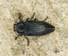Buprestis lyrata