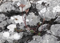 Petrosedum