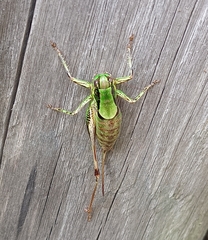 Eupholidoptera magnifica