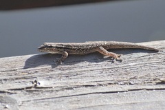 Lygodactylus capensis