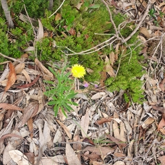 Coronidium scorpioides