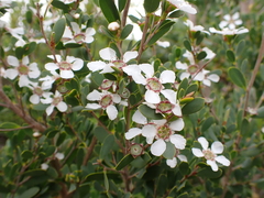 Leptospermum coriaceum