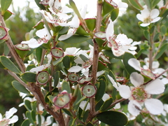 Leptospermum coriaceum