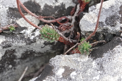 Petrosedum