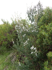 Leptospermum coriaceum