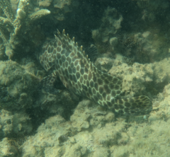 Epinephelus quoyanus