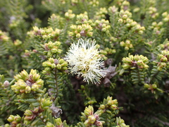 Melaleuca halmaturorum