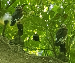 Aix galericulata