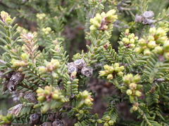 Melaleuca halmaturorum
