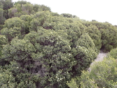 Melaleuca halmaturorum