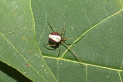Neottiura bimaculata