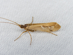 Limnephilus harrimani