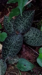 Anoectochilus formosanus