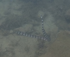 Myrichthys colubrinus