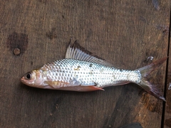 Labiobarbus leptocheilus