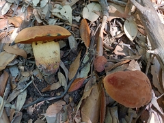 Neoboletus erythropus
