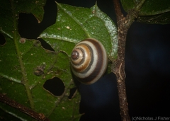 Posorites conscendens