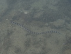 Myrichthys colubrinus