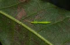 Ankylopteryx pallida