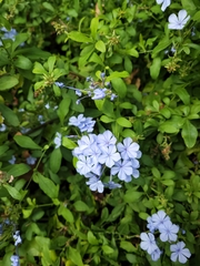Plumbago auriculata