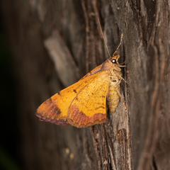 Chrysolarentia mecynata