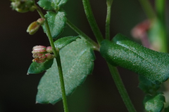 Gonocarpus teucrioides