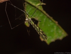 Libnotes terraereginae