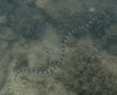 Myrichthys colubrinus