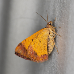 Chrysolarentia mecynata
