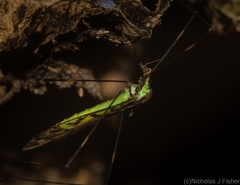Libnotes terraereginae