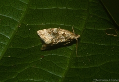 Aeolostoma scutiferana