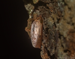 Anabunda murrayfletcheri