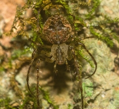 Australomimetus maculosus