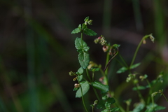 Gonocarpus teucrioides