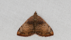 Chrysolarentia mecynata