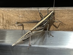 Austracris guttulosa