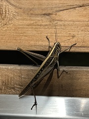 Austracris guttulosa