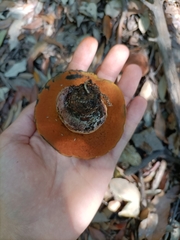 Neoboletus erythropus