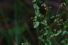 Gonocarpus teucrioides
