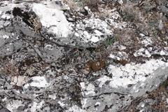 Petrosedum